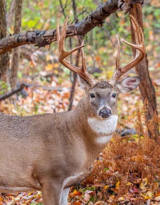 Deer Hunting in Alabama