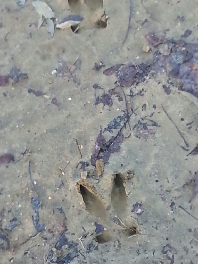 Deer Foot Prints In Mud-Deer Hunting Alabama-Rock Bottom Ranch 1831 Rocky Hill Rd Uriah Al 36480 251-233-9720