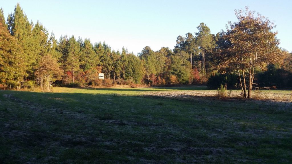 Image of Hunting Land With Grass And Trees-Deer Hunting Alabama-Rock Bottom Ranch 1831 Rocky Hill Rd Uriah Al 36480 251-233-9720