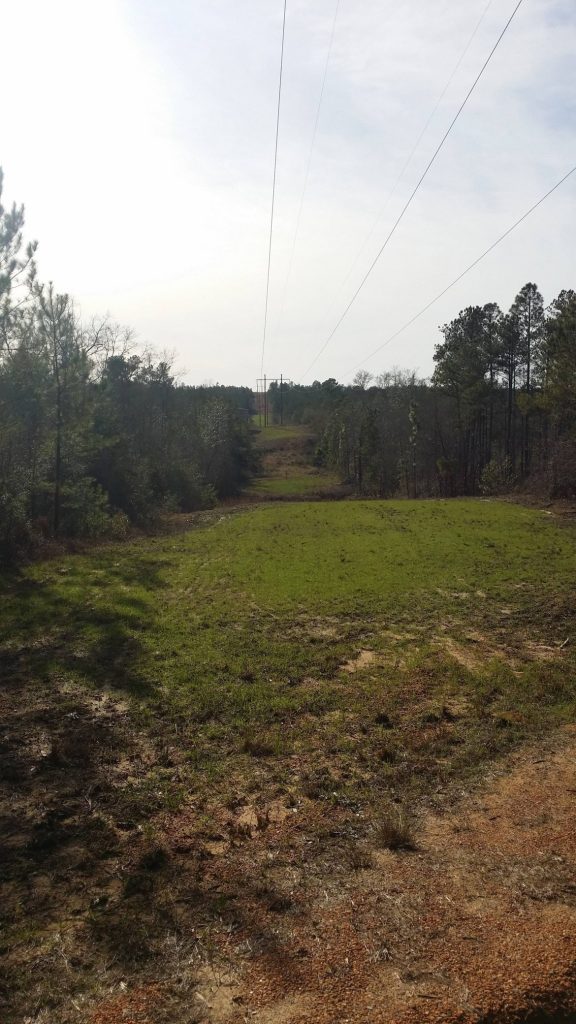 View Of Woods And Sky-Deer Hunting Alabama-Rock Bottom Ranch 1831 Rocky Hill Rd Uriah Al 36480 251-233-9720